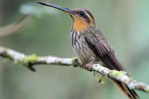 Saw-billed Hermit