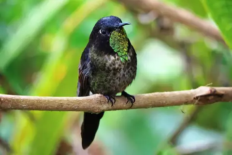 Black-backed Thornbill
