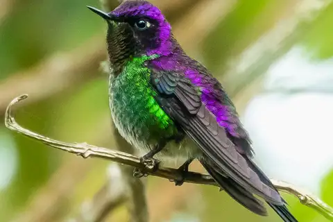 Purple-backed Thornbill