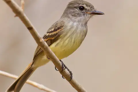 Flammulated Flycatcher