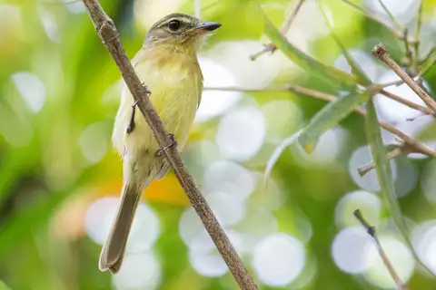 Large-headed Flatbill