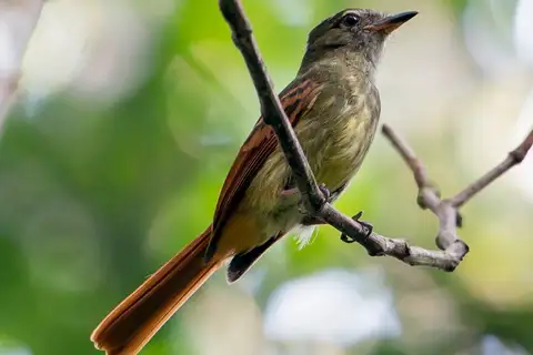 Rufous-tailed Flatbill
