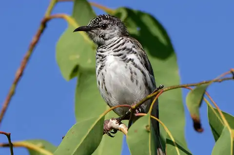 Bar-breasted Honeyeater