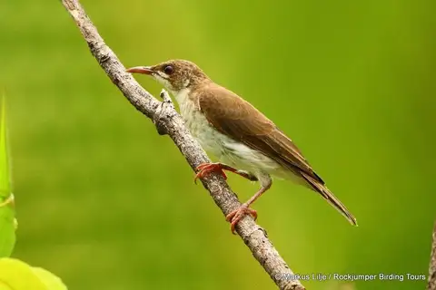 Brown-backed Honeyeater
