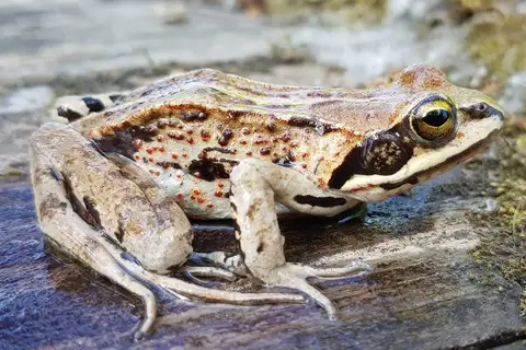 Siberian Wood Frog