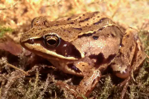Moor Frog