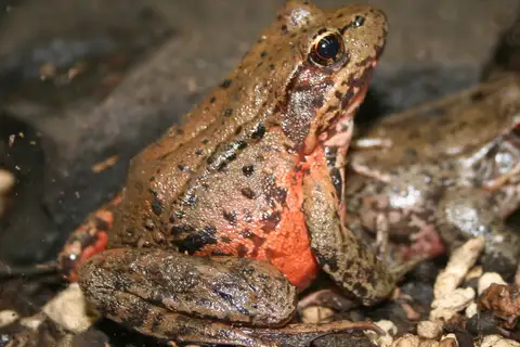 Northern Red-legged Frog