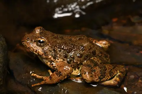 Foothill Yellow-legged Frog