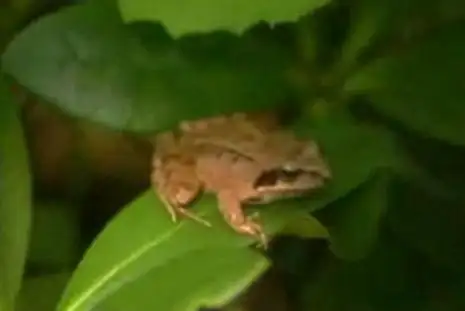Chinese Brown Frog