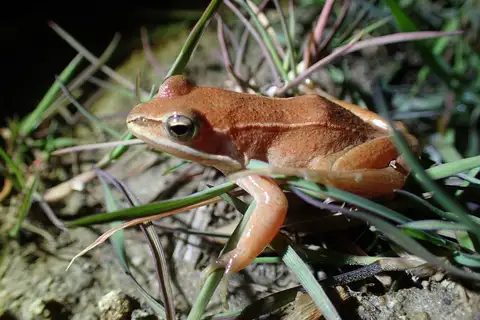 Korean Brown Frog