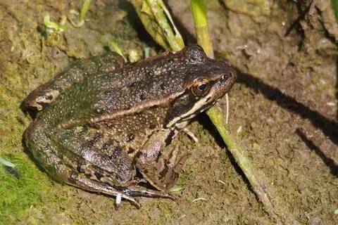 California Red-legged Frog