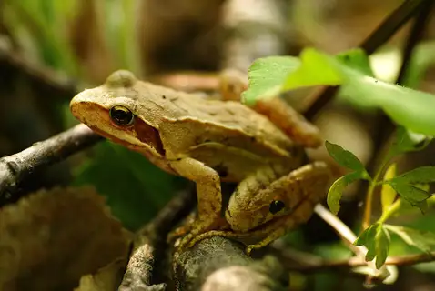 Dybowski's Frog