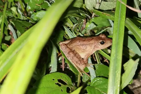 Hanlui Brown Frog