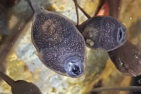Huanren Frog