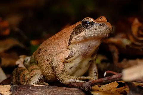 Italian Stream Frog