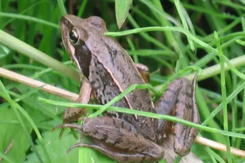 Japanese Brown Frog