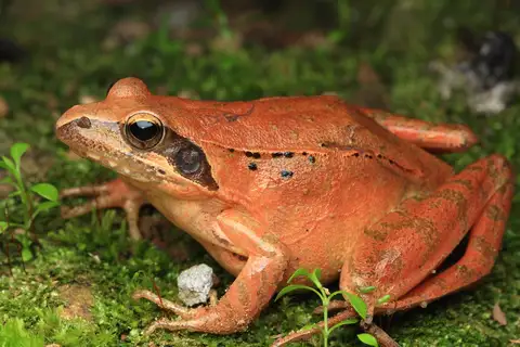 Taipa Frog