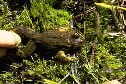 Columbia Spotted Frog