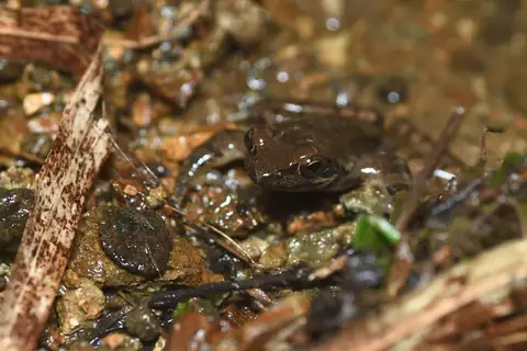 Oki Tago's Brown Frog