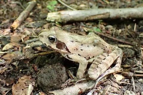 Montane Brown Frog