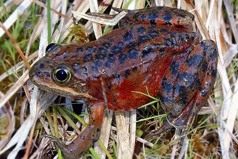 Oregon Spotted Frog
