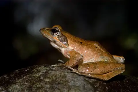 Sauter's Brown Frog
