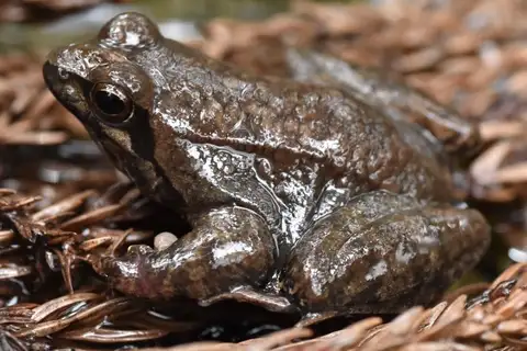 Tago's Brown Frog