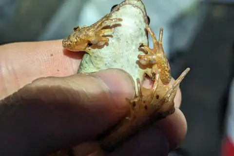 Taihang Brown Frog