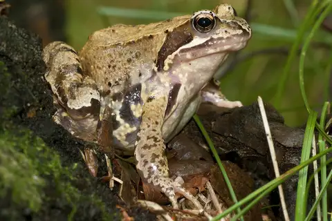 European Common Frog