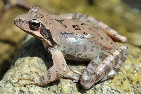 Ueno's Brown Frog