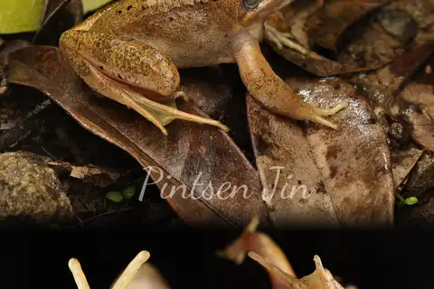 Zhenhai Brown Frog