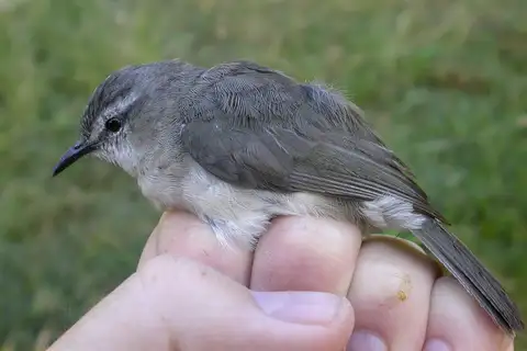 Rand's Warbler