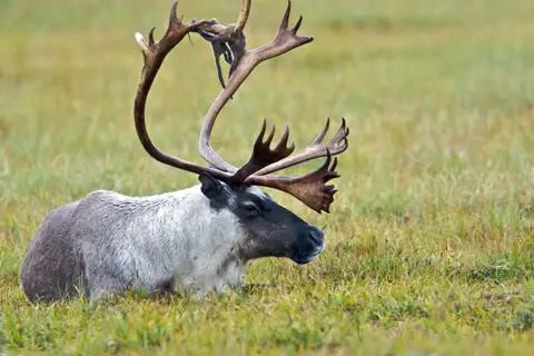 Caribou