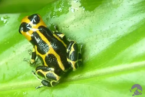 Imitating Poison Frog