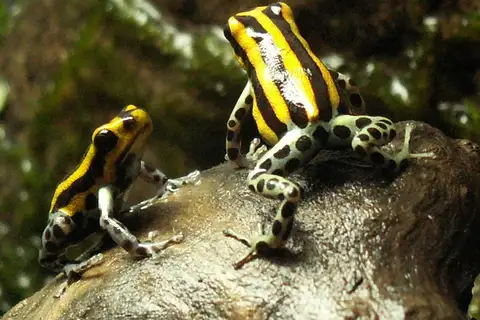 Sira Poison Dart Frog