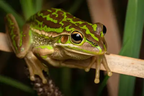 Green-and-Golden Bell Frog