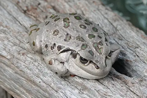 Spotted-thighed Frog