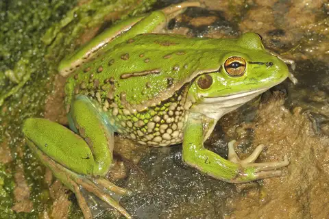 Southern Bell Frog
