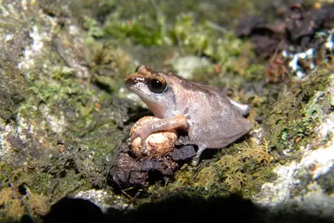 Agasthiamalai Bushfrog