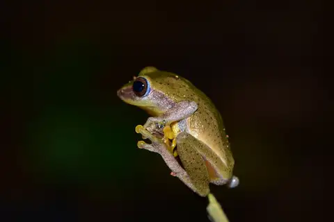 Variable Bush Frog