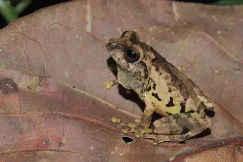 Anil's Bush Frog