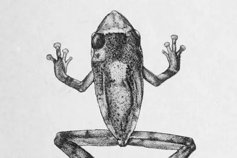 Annandale's bush frog