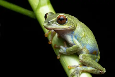 Beddome's Bush Frog