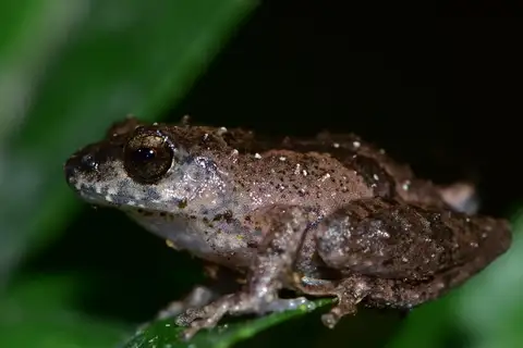 Pleasent bush frog