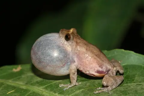 Bombay Bubble-nest Frog