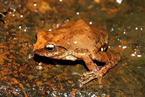 Chari's bush frog