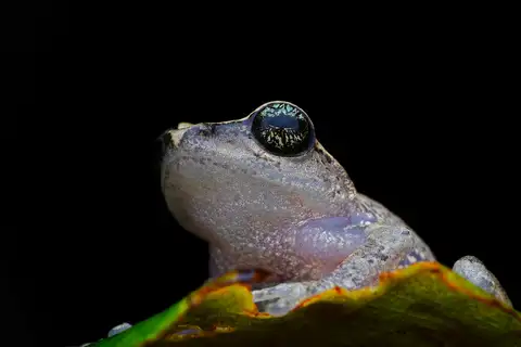 Green-eyed Bush Frog