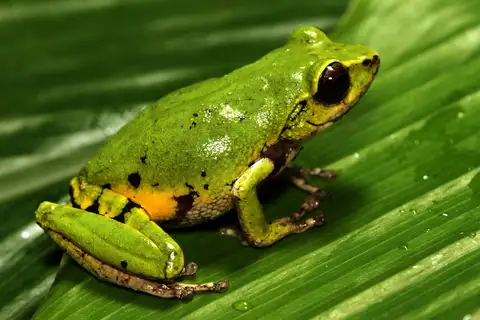 Confusing Green Bush Frog