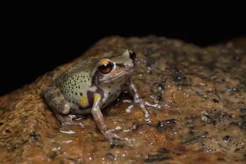Kodaikanal Bush Frog