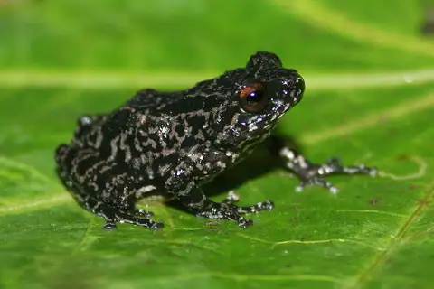 Ghate's Bush Frog